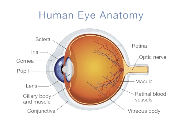 27bbb5cb 30d7 47bb 9095 a97a549804fb removebg preview An intricate illustration depicting the anatomy of the human eye, including the Solera, Retina, Iris, Optic nerve, Cornea, Pupil, Lens, Ciliary body, Conjunctiva, Macula, Retinal blood vessels, and Vitreous body.